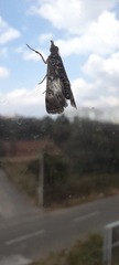 Lepidoptera