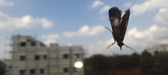 Lepidoptera