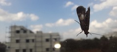 Lepidoptera