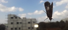 Lepidoptera