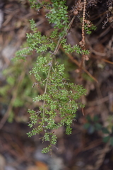 Galium microphyllum