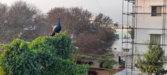 Pavo cristatus
