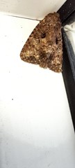 Noctuoidea