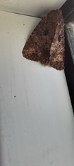 Noctuoidea