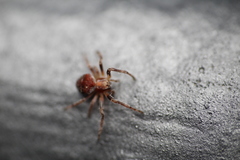 Araneidae