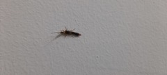 Dermaptera