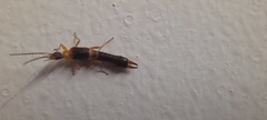 Dermaptera