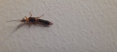 Dermaptera