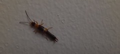 Dermaptera
