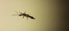 Dermaptera