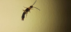 Dermaptera