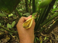 Chlorospatha