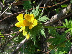 Trollius ranunculinus