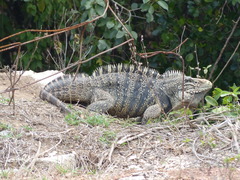 Cyclura nubila