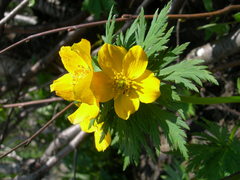 Trollius ranunculinus