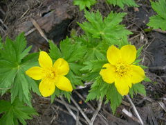 Trollius ranunculinus