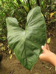 Chlorospatha