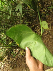 Chlorospatha