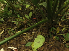Chlorospatha