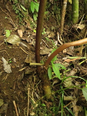 Chlorospatha