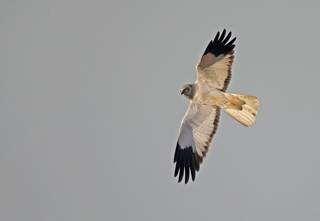 Circus cyaneus, Print, The hen harrier (Circus cyaneus) is a bird of prey.  The genus name Circus is derived from Ancient Greek kirkos, meaning  'circle', referring to a bird of prey named