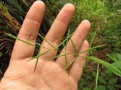 Paspalum candidum