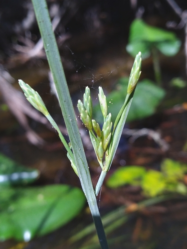 Image of Schoenoplectus etuberculatus by (c) Scott Ward, some rights reserved (CC BY)