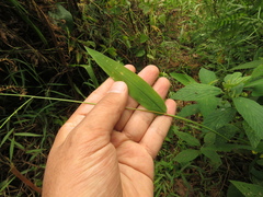 Paspalum candidum