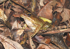 Lithobates maculatus