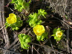 Trollius ranunculinus