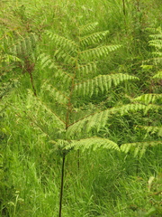 Dennstaedtia