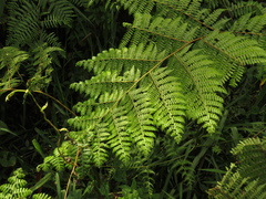 Dennstaedtia
