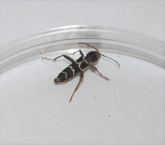 Neoclytus caprea