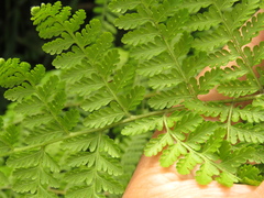 Dennstaedtia