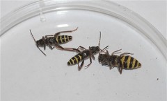 Neoclytus caprea