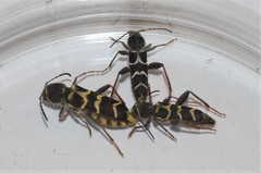 Neoclytus caprea