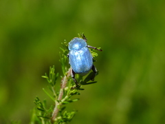 Hoplia coerulea