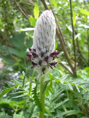 Pedicularis atropurpurea