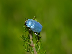 Hoplia coerulea