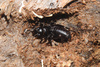 Honduras Large Black Jerusalem Cricket - Photo (c) Josiah Townsend, some rights reserved (CC BY-NC-ND), uploaded by Josiah Townsend