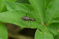 Odontocheila chrysis