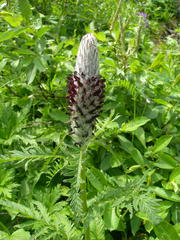 Pedicularis atropurpurea