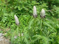 Pedicularis atropurpurea