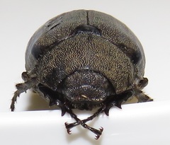 Asthenopholis adspersa