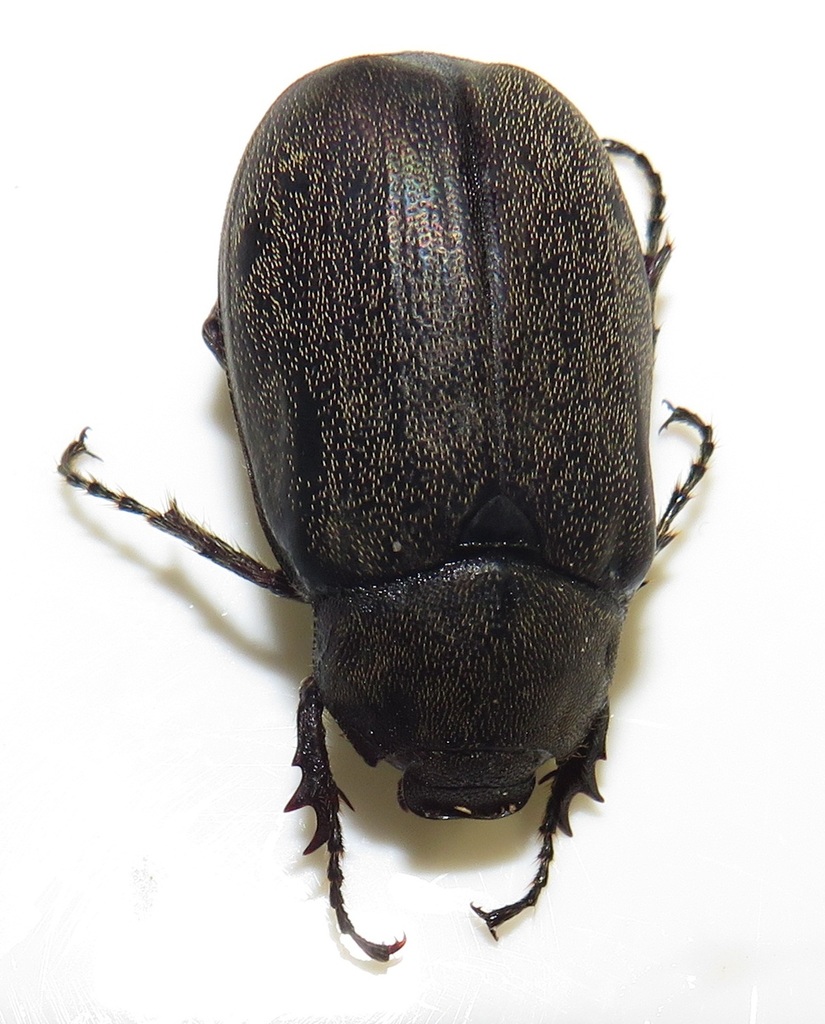 Asthenopholis