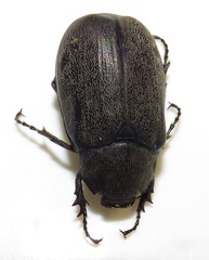 Asthenopholis adspersa