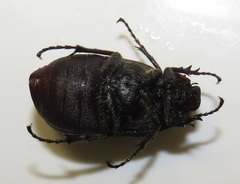 Asthenopholis adspersa