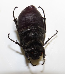 Asthenopholis adspersa