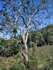 Moquiniastrum polymorphum