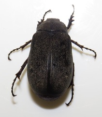 Asthenopholis adspersa